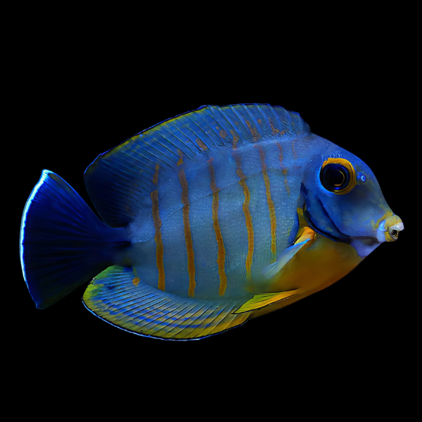 Red Stripe Mimic Tang Acanthurus Tristis - Real Aquatics