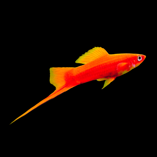 Red Swordtail Xiphophorus Hellerii 3cm - Real Aquatics