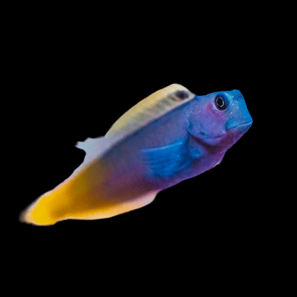 Red Tail Bicolor Blenny Escenius Bicolor - Real Aquatics