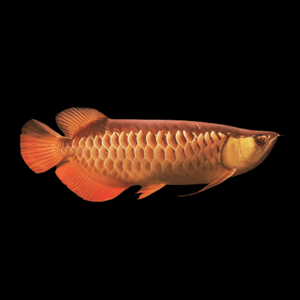 Red Tail Gold Arowana Scleropages Formosus 20cm - Real Aquatics