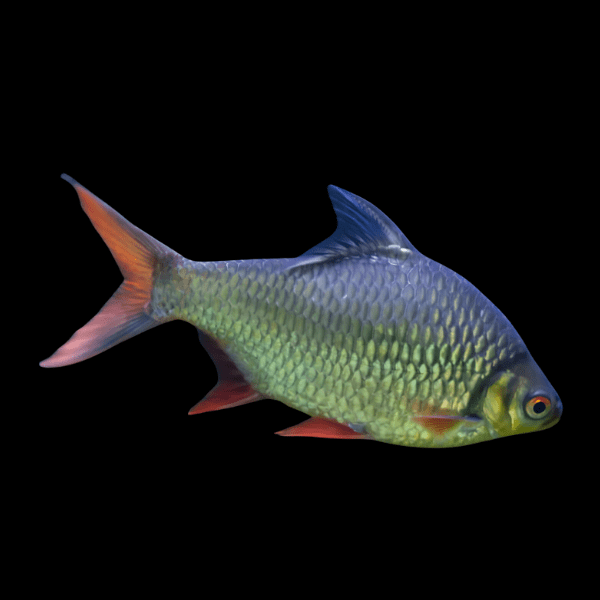 Red Tail Tinfoil Barb Barbodes Schwanenfeldii 5cm - Real Aquatics