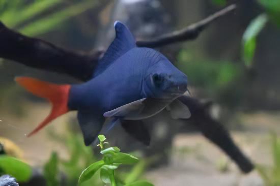 Assorted Freshwater Sharks 5cm - Real Aquatics