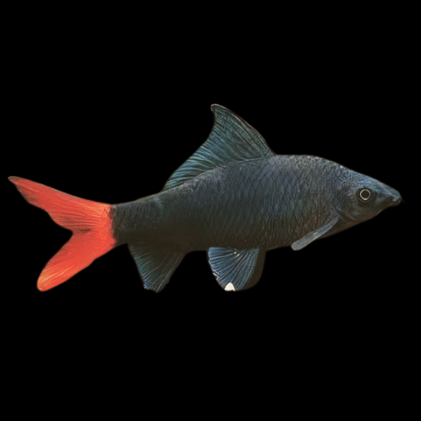 Red Tailed Black Shark Labeo Bicolor 5cm - Real Aquatics