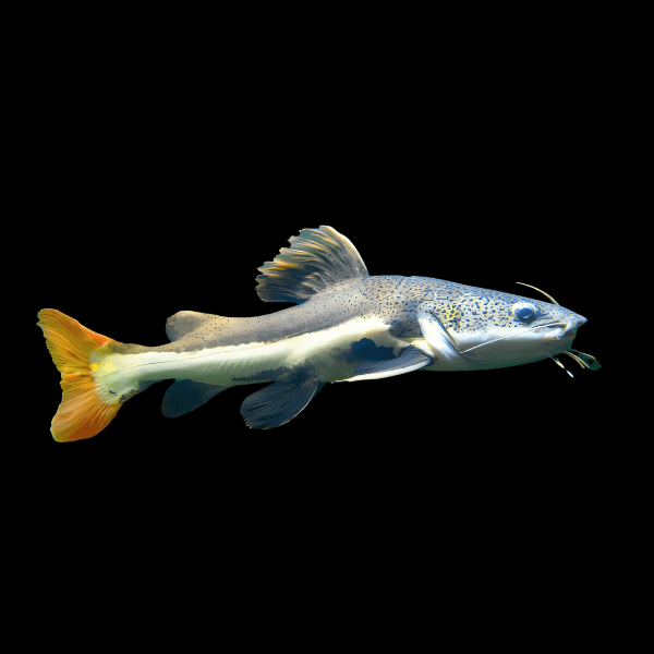 Red Tail Catfish Phractocephalus Hemioliopterus 5cm - Real Aquatics