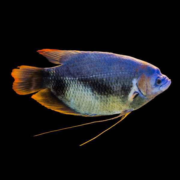 Red Tailed Giant Gourami Osphronemus Goramy 10cm - Real Aquatics