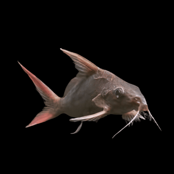 Red Tailed Mandi Catfish Synodontis Clarias 5cm - Real Aquatics