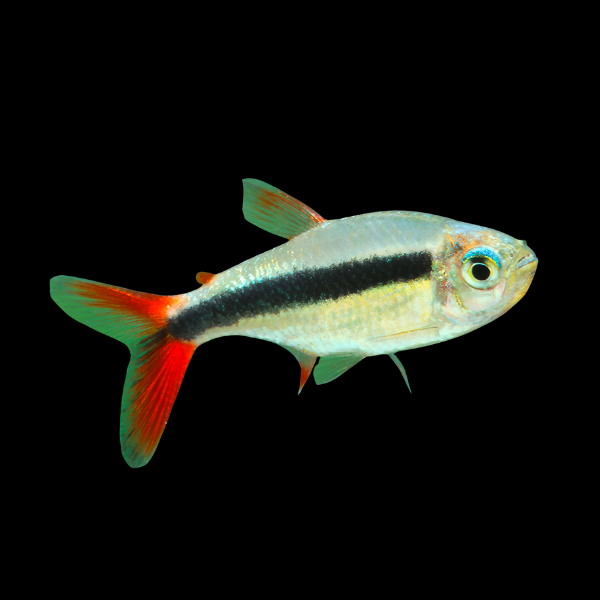 Red Tailed Penguin Tetra Thayeris Sp - 2cm - Real Aquatics