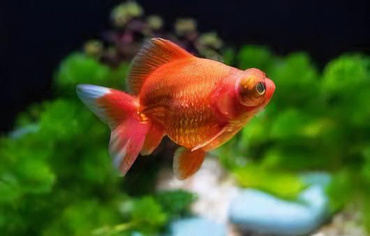 Assorted Telescope Butterfly Moor Goldfish Carassius Auratus