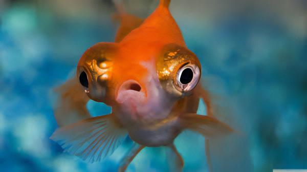Red Telescope Butterfly Moor Goldfish Carassius Auratus - Real Aquatics
