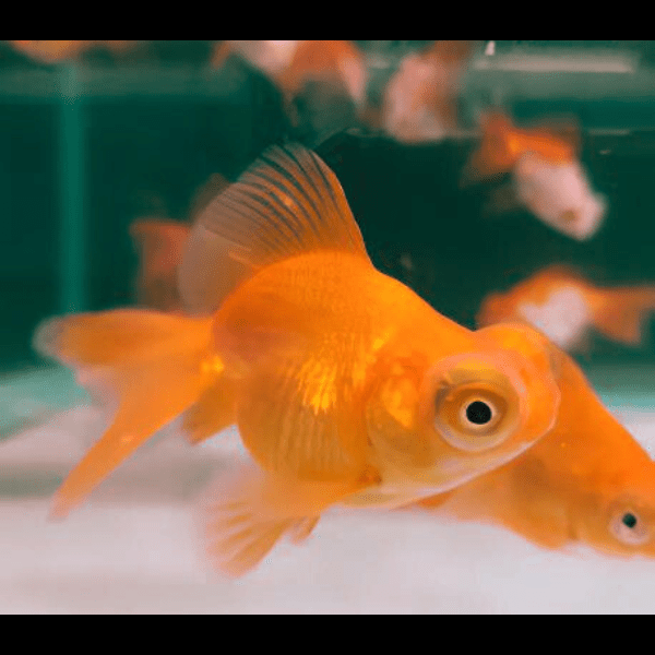 Red Telescope Butterfly Moor Goldfish Carassius Auratus - Real Aquatics