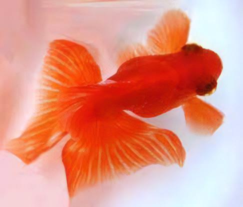 Red Telescope Butterfly Moor Goldfish Carassius Auratus - Real Aquatics