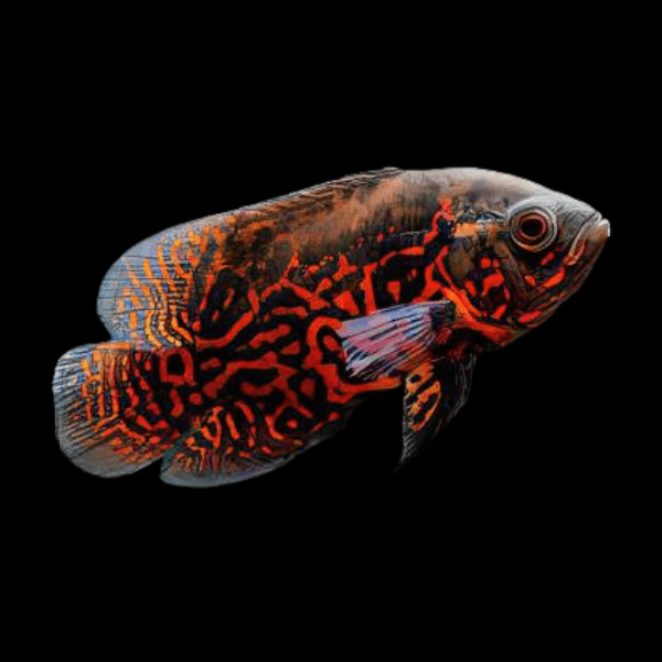 Red Tiger Oscar High Grade Astronotus Ocellatus 12cm - Real Aquatics
