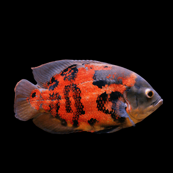 Red Tiger Oscar Astronotus Ocellatus - Real Aquatics