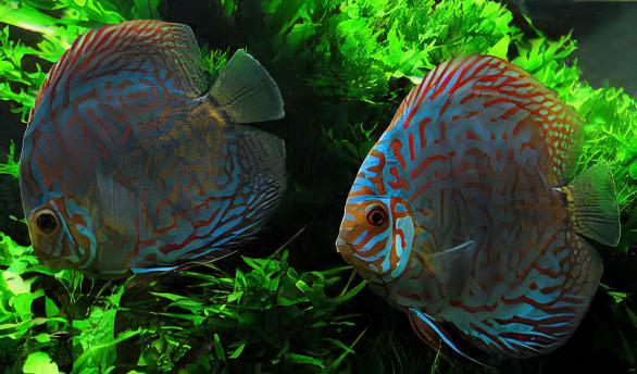 Red Turquoise Discus - Real Aquatics