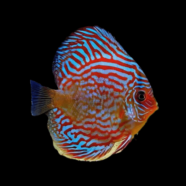 Red Turquoise Discus - Real Aquatics