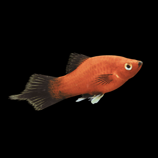 Red Wag Platy Xiphophorus Maculatus 3cm - Real Aquatics