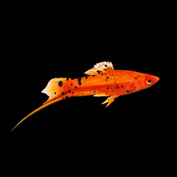 Red Wag Swordtail Xiphophorus Hellerii 3cm - Real Aquatics