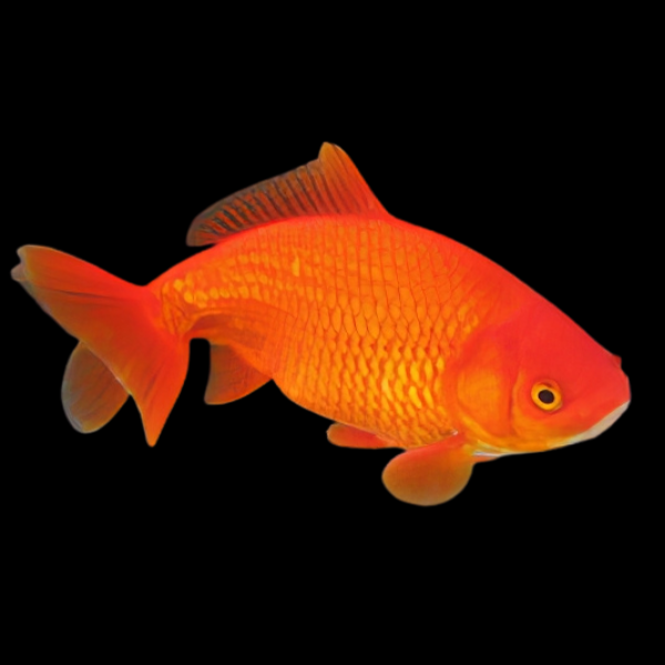 Red Wakin Goldfish - Real Aquatics
