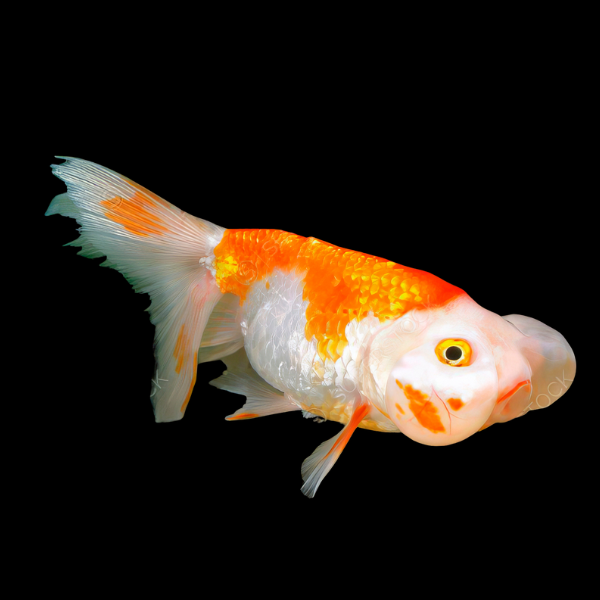Red and White Bubble Eye Goldfish - Real Aquatics