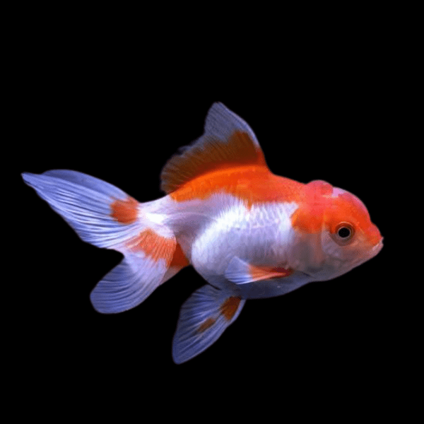 Red & White Oranda Goldfish Carassius Auratus - Real Aquatics