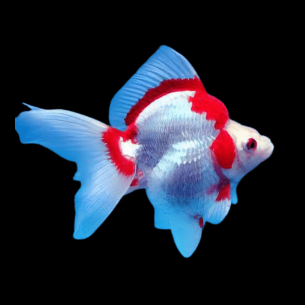 Red and White Ryukin Goldfish Carassius Auratus - Real Aquatics