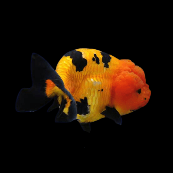 Red and Black Lionhead Ranchu Goldfish Carassius Auratus 5cm - Real Aquatics