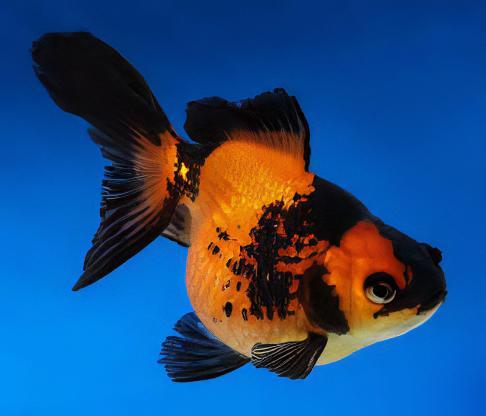 Red and Black Pearlscale Carassius Auratus - Real Aquatics