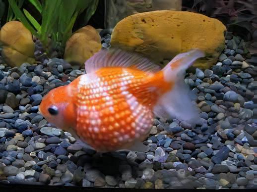Red and White Pearlscale Carassius Auratus - Real Aquatics