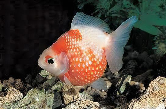 Red and White Pearlscale Carassius Auratus - Real Aquatics