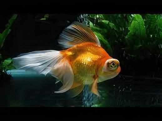 Red and White Telescope Butterfly Moor Goldfish Carassius Auratus - Real Aquatics