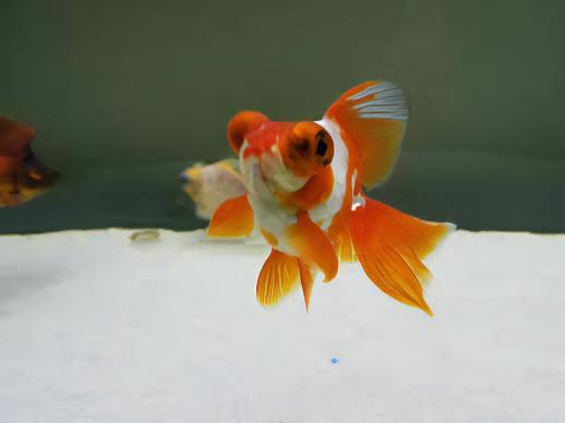 Red and White Telescope Butterfly Moor Goldfish Carassius Auratus - Real Aquatics
