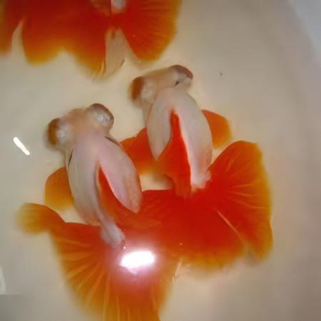 Red and White Telescope Butterfly Moor Goldfish Carassius Auratus - Real Aquatics