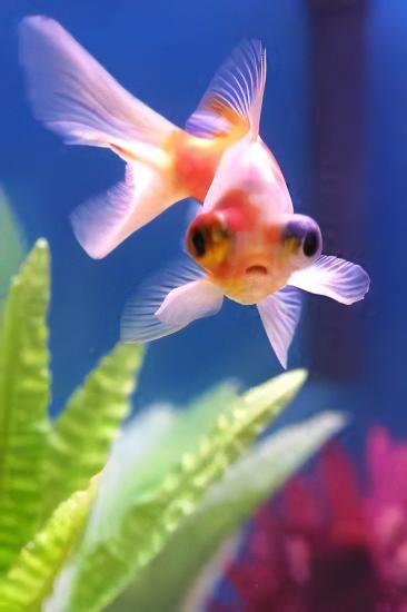 Red and White Telescope Butterfly Moor Goldfish Carassius Auratus - Real Aquatics