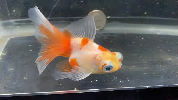 Red and White Telescope Butterfly Moor Goldfish Carassius Auratus - Real Aquatics