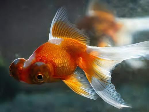 Red and White Telescope Butterfly Moor Goldfish Carassius Auratus - Real Aquatics