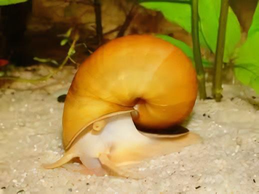 Red and Yellow Snail Pomacea Canaliculata 2cm - Real Aquatics