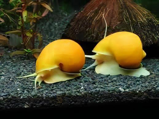 Red and Yellow Snail Pomacea Canaliculata 2cm - Real Aquatics