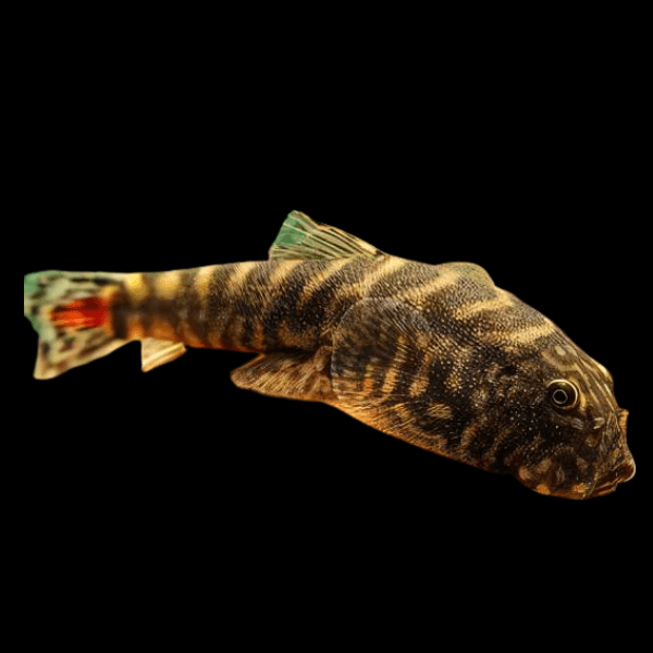 Red Tailed Hillstream Loach Hong Kong Spotted Butterfly Pleco 4cm - Real Aquatics