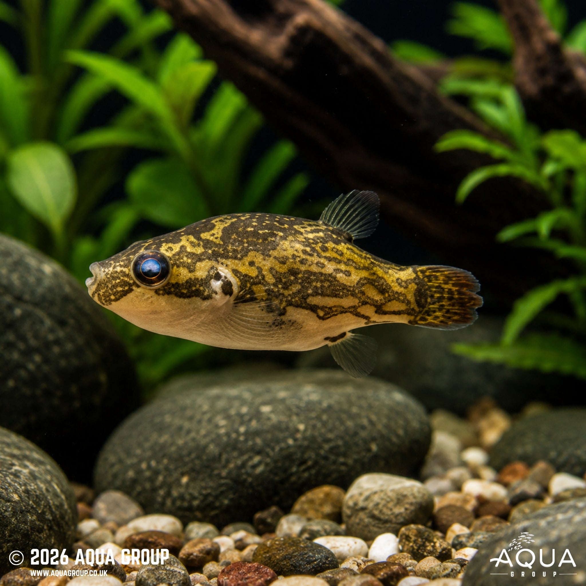 Red-Tailed Red-Eye Puffer (Carinotetraodon irrubesco)