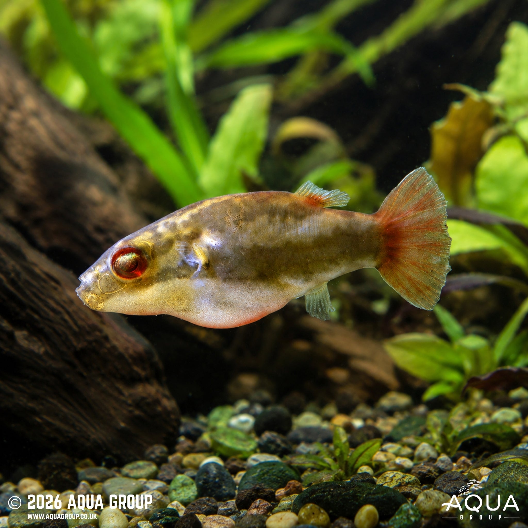 Red-Tailed Red-Eye Puffer (Carinotetraodon irrubesco)