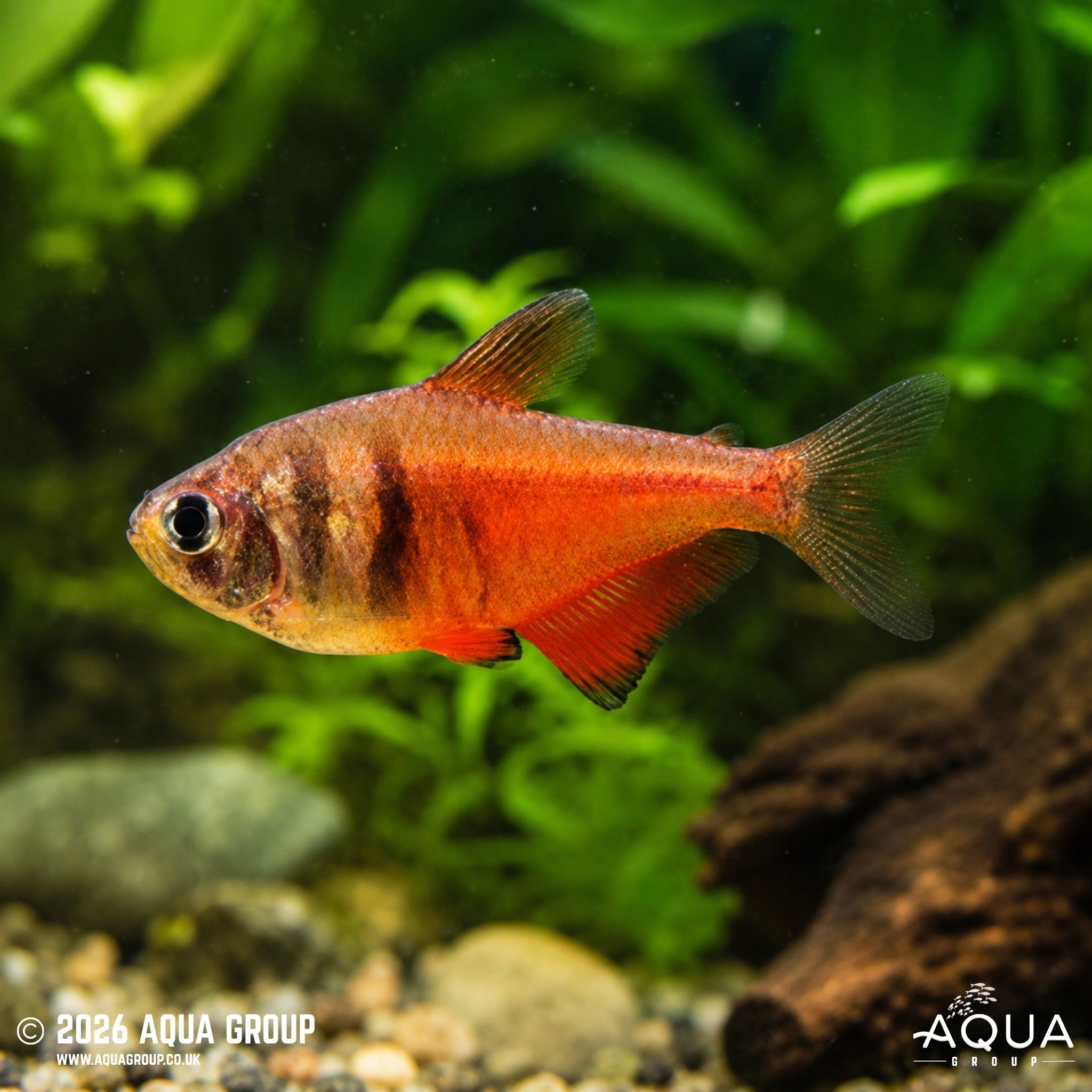 Red Diamond Flame Tetra (Hyphessobrycon flammeus)