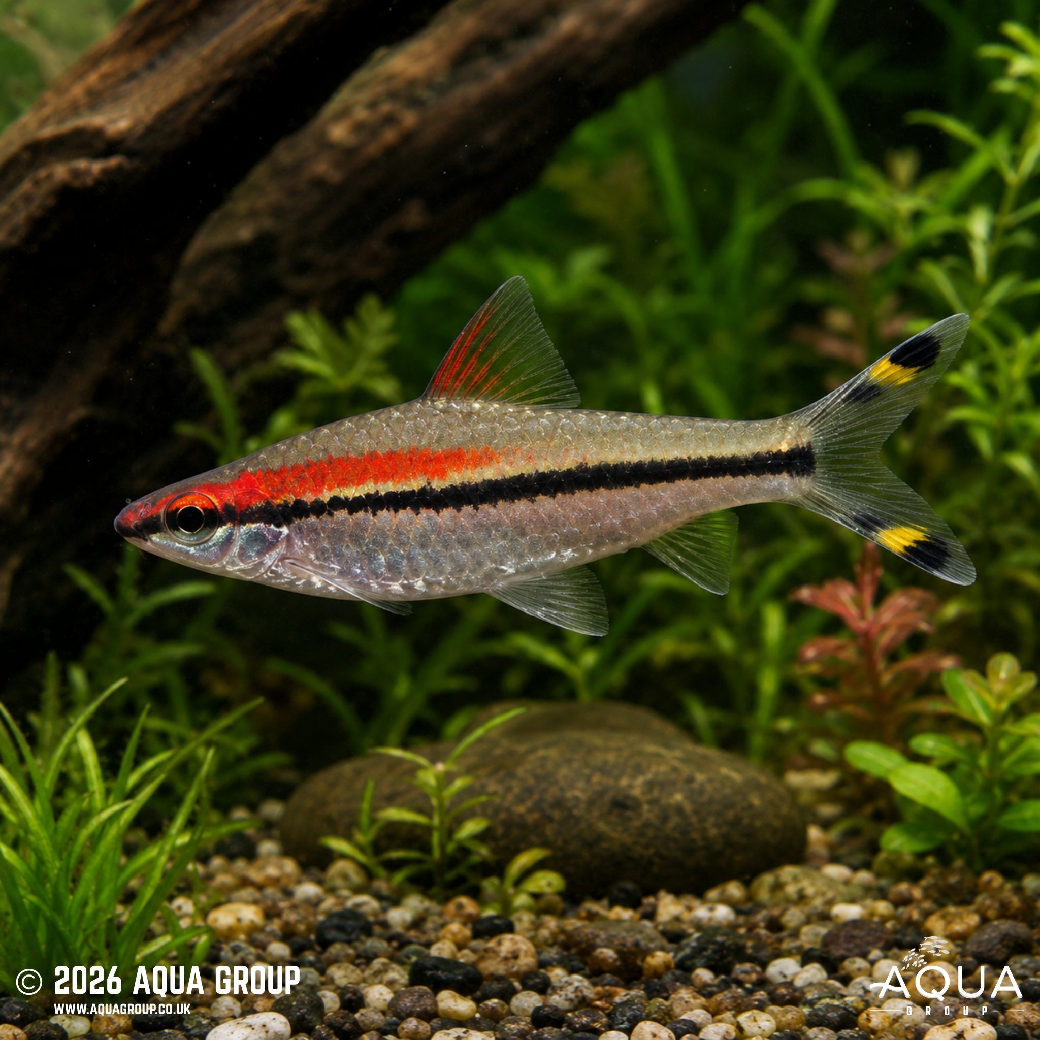 Red Line Torpedo Barb (Sahyadria denisonii)