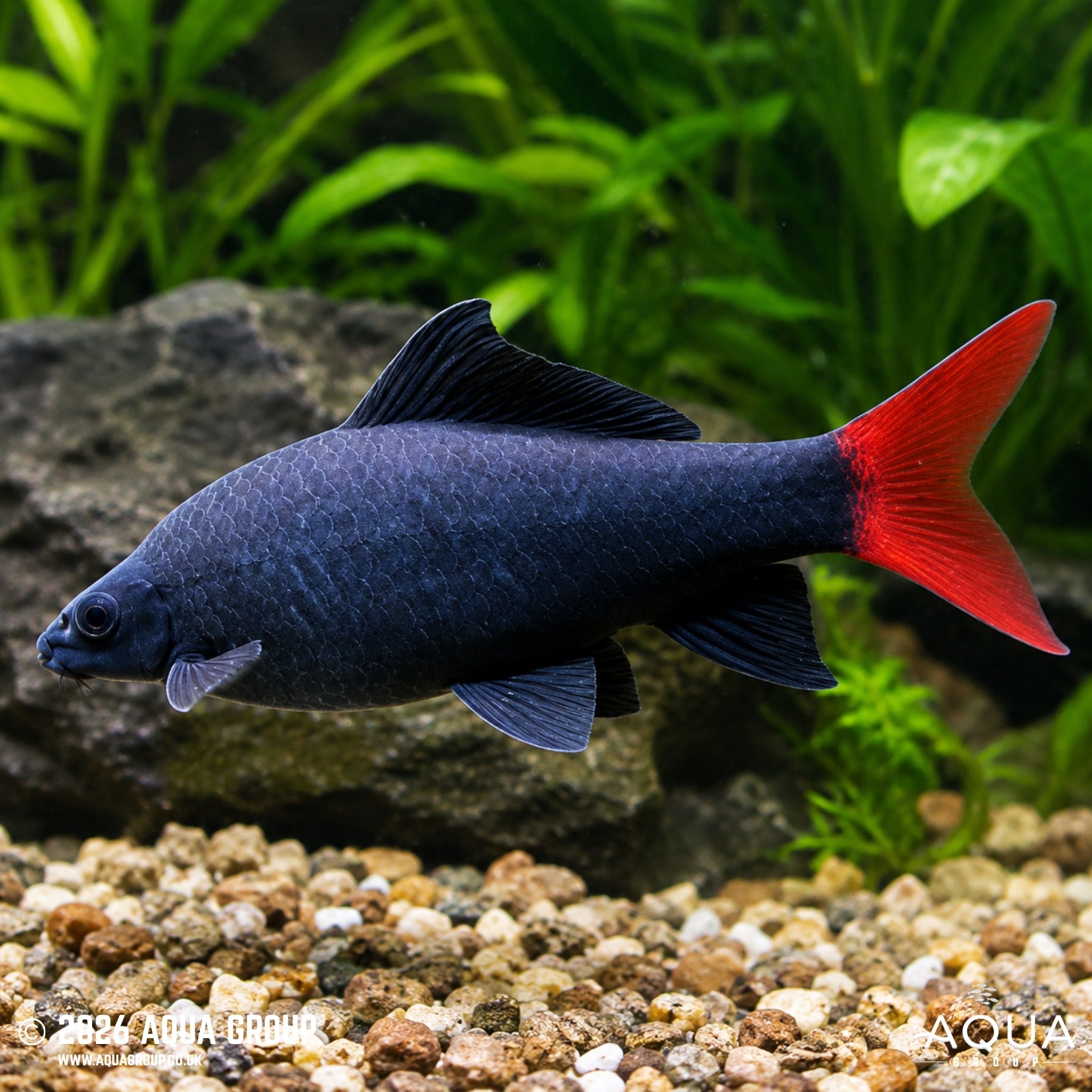Red Tailed Black Shark (Epalzeorhynchos bicolor)