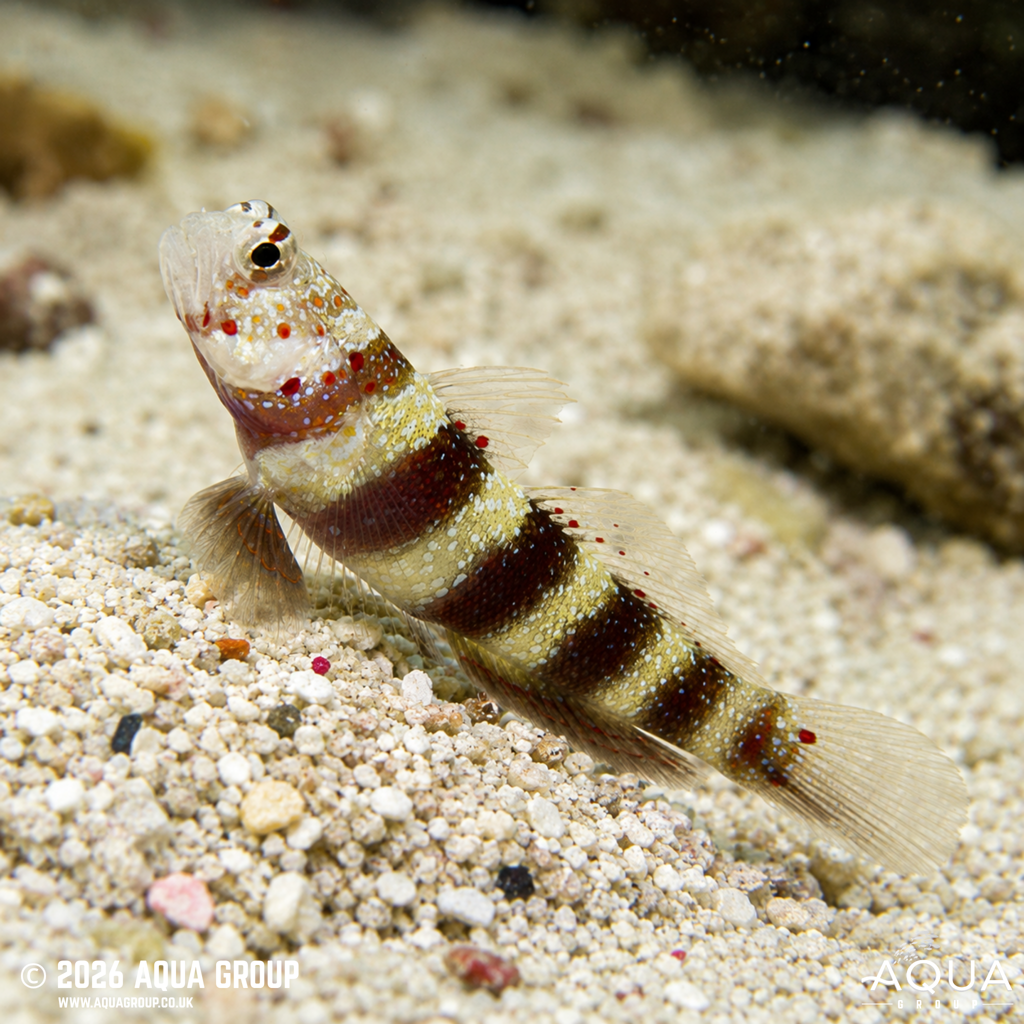 Wheeler's Shrimp Goby (Amblyeleotris wheeleri)