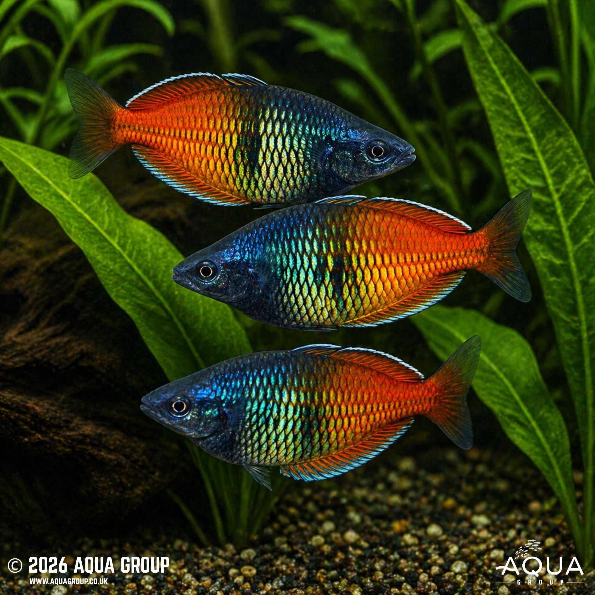 Red Boesemani Rainbowfish (Melanotaenia boesemani)