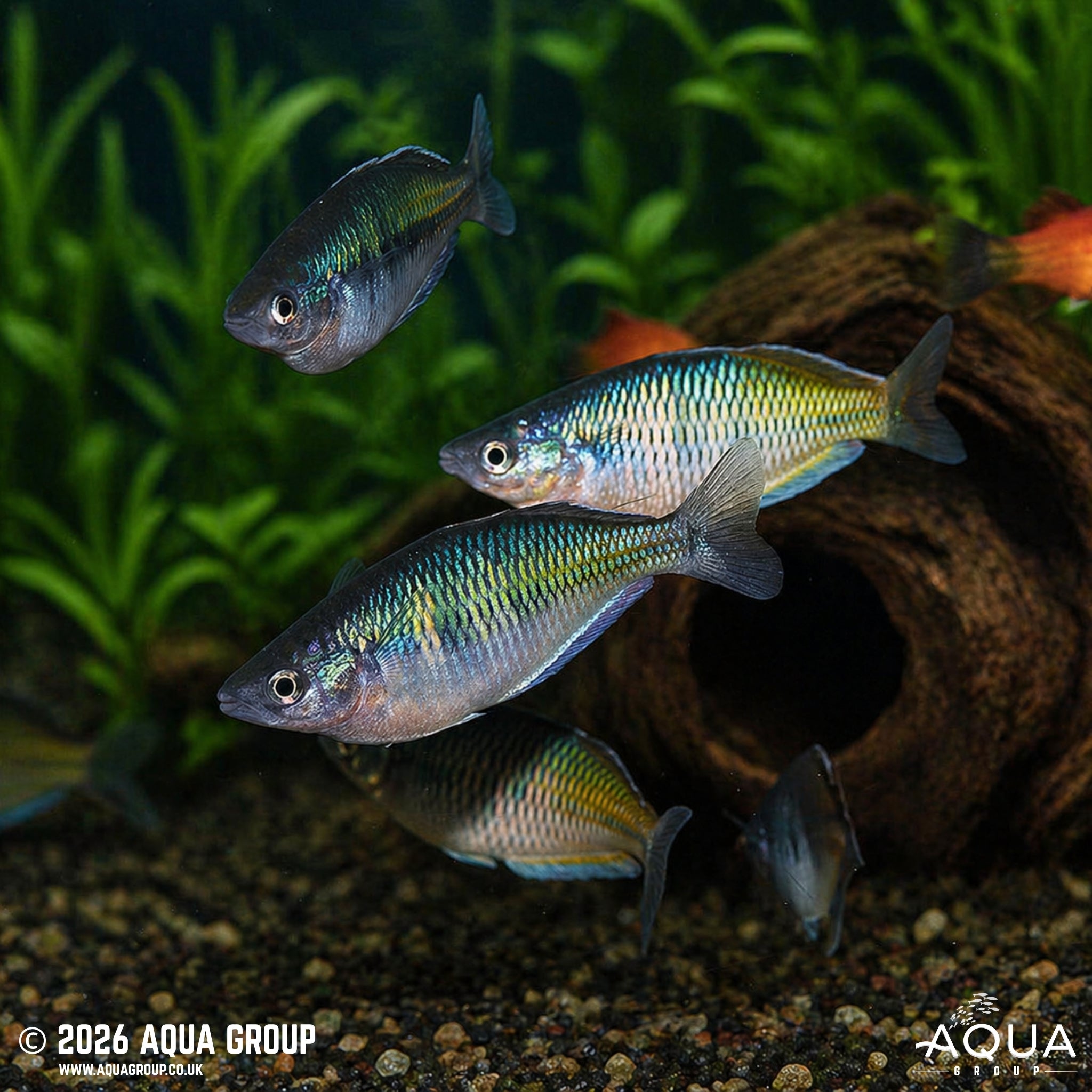 Red Boesemani Rainbowfish (Melanotaenia boesemani)