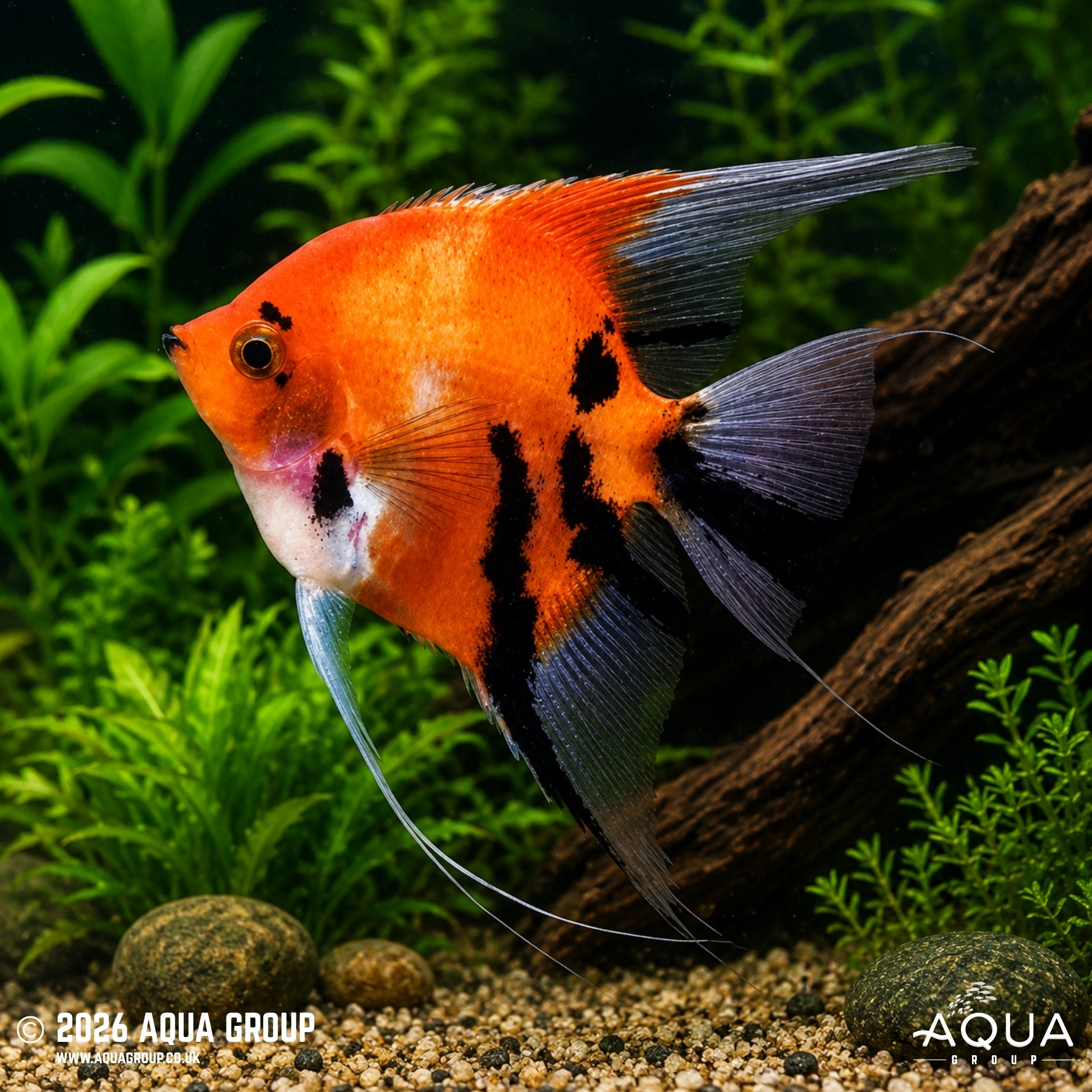 Red Devil Angelfish (Pterophyllum scalare)