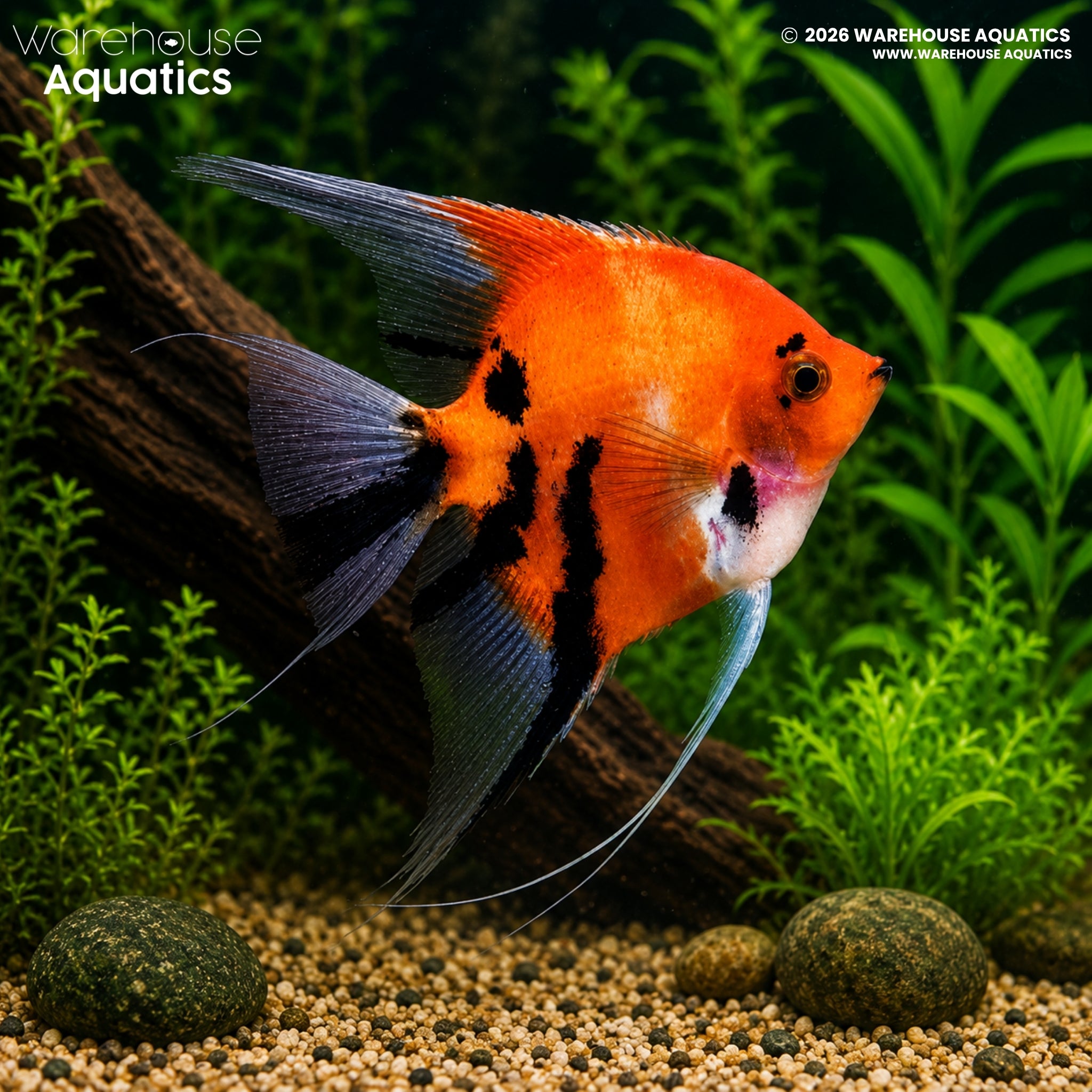 Red Devil Angelfish (Pterophyllum scalare)