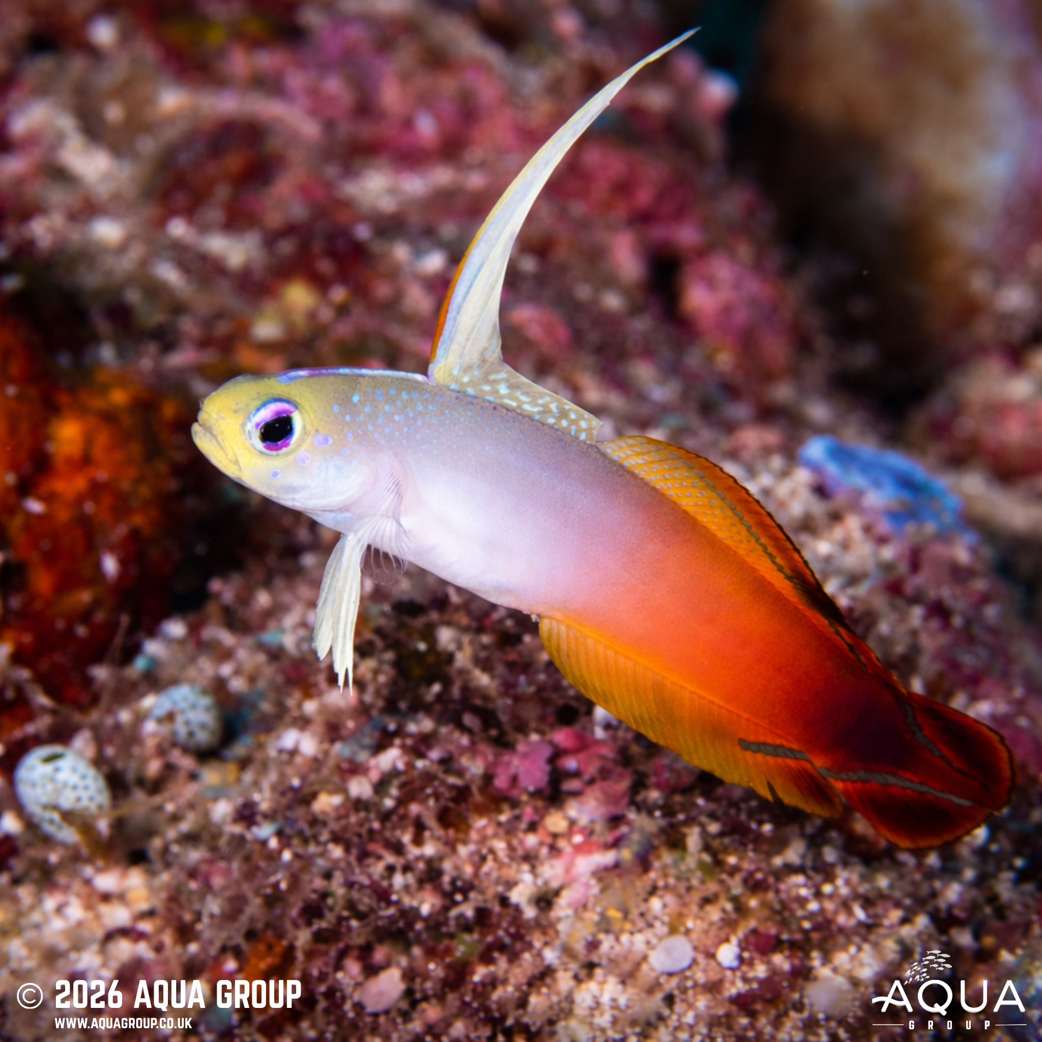 Red Firefish (Nemateleotris magnifica)