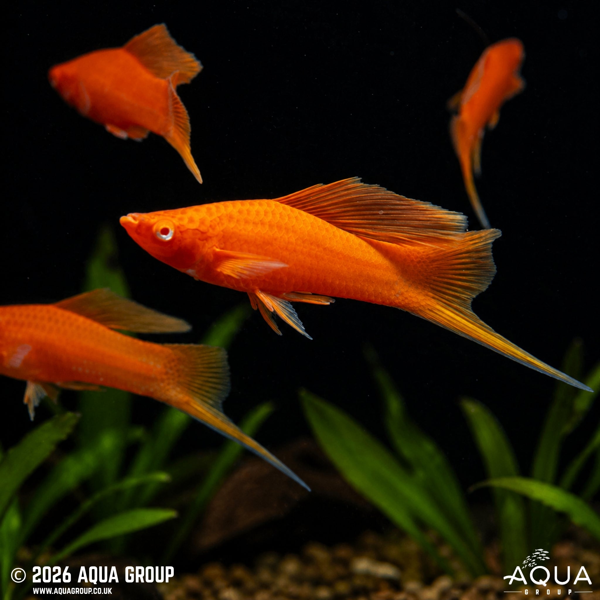 Red Hi-Fin Swordtail (Xiphophorus hellerii)